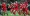 Liverpool FC’s Greatest Champions League Performers
